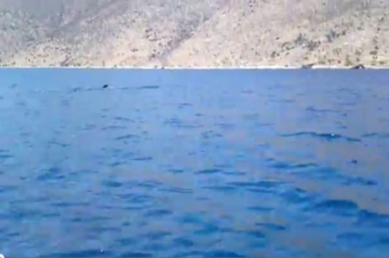 Φάλαινα στο Πόρτο Γερμενό – video! | Newsit.gr Φάλαινα στο Πόρτο Γερμενό – video! | Newsit.gr