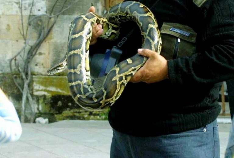 Κρήτη: Έβγαλε τον πύθωνα για φωτογράφιση και… βρέθηκε με χειροπέδες | Newsit.gr Κρήτη: Έβγαλε τον πύθωνα για φωτογράφιση και… βρέθηκε με χειροπέδες | Newsit.gr