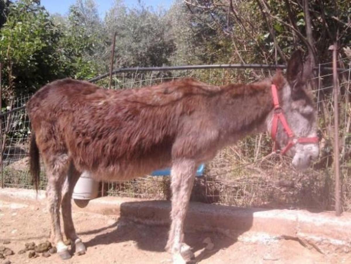 Εγκατέλειψαν γαϊδουρίτσα και περιφερόταν στους δρόμους των Χανίων | Newsit.gr Εγκατέλειψαν γαϊδουρίτσα και περιφερόταν στους δρόμους των Χανίων | Newsit.gr
