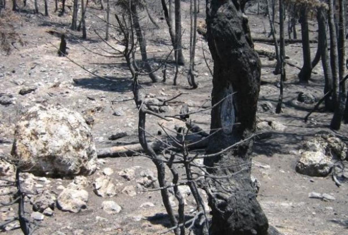 Χανιά: Από αμέλεια η μεγάλη φωτιά στα Σεσκλά | Newsit.gr Χανιά: Από αμέλεια η μεγάλη φωτιά στα Σεσκλά | Newsit.gr