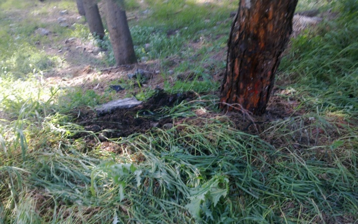 Λαμία: Έριξαν φωτοβολίδα στο δάσος και αναψε φωτιά | Newsit.gr Λαμία: Έριξαν φωτοβολίδα στο δάσος και αναψε φωτιά | Newsit.gr