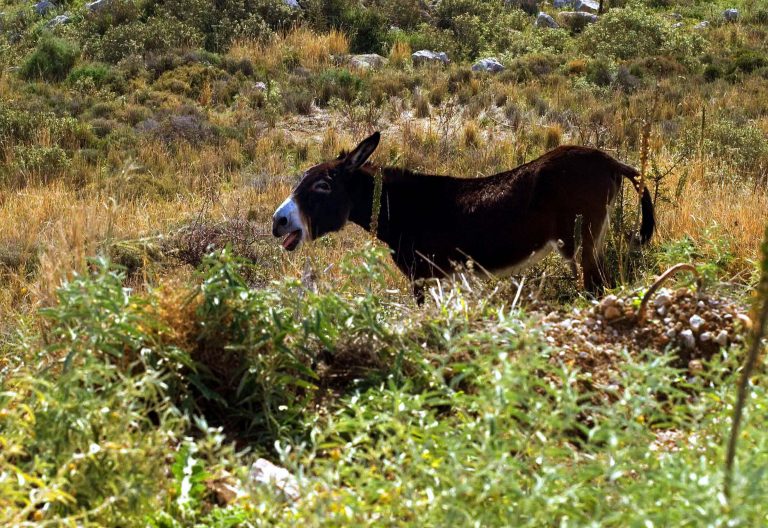 Τυρί από γάλα…γαϊδάρας! | Newsit.gr Τυρί από γάλα…γαϊδάρας! | Newsit.gr