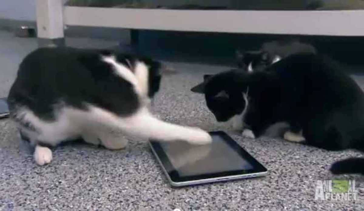 Παιχνίδια στο iPad ειδικά για… γάτες | Newsit.gr Παιχνίδια στο iPad ειδικά για… γάτες | Newsit.gr