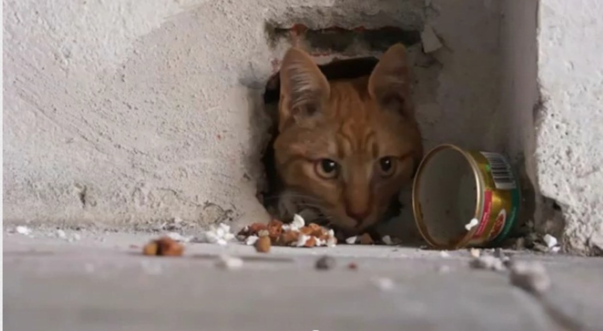 Έχτισαν (!) γάτα σε τοίχο κι εκείνη επέζησε! Video | Newsit.gr Έχτισαν (!) γάτα σε τοίχο κι εκείνη επέζησε! Video | Newsit.gr