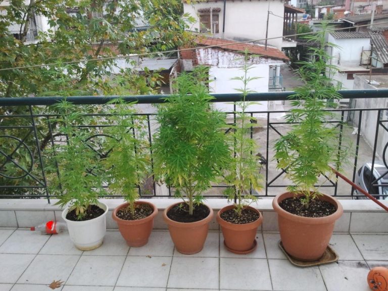 Θεσσαλονίκη: Οι ολάνθιστες γλάστρες έκρυβαν ένοχα μυστικά – ΦΩΤΟ | Newsit.gr Θεσσαλονίκη: Οι ολάνθιστες γλάστρες έκρυβαν ένοχα μυστικά – ΦΩΤΟ | Newsit.gr