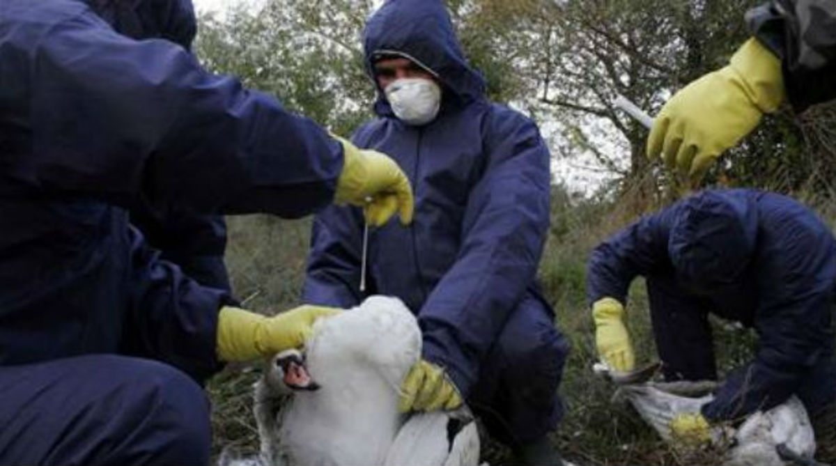 Δεύτερο θύμα της γρίπης των πτηνών: Ενα 5χρονο κοριτσάκι | Newsit.gr Δεύτερο θύμα της γρίπης των πτηνών: Ενα 5χρονο κοριτσάκι | Newsit.gr