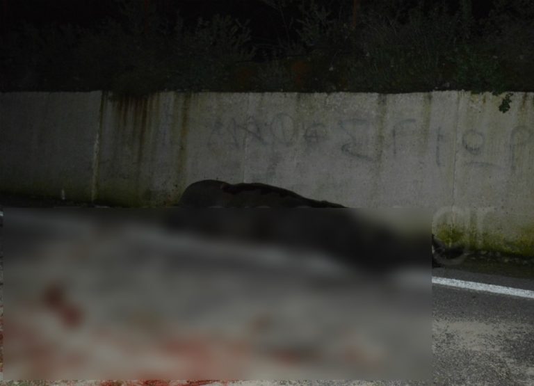 Χανιά: Αυτοκίνητο συγκρούστηκε με άλογο – «Σκληρές» εικόνες | Newsit.gr Χανιά: Αυτοκίνητο συγκρούστηκε με άλογο – «Σκληρές» εικόνες | Newsit.gr
