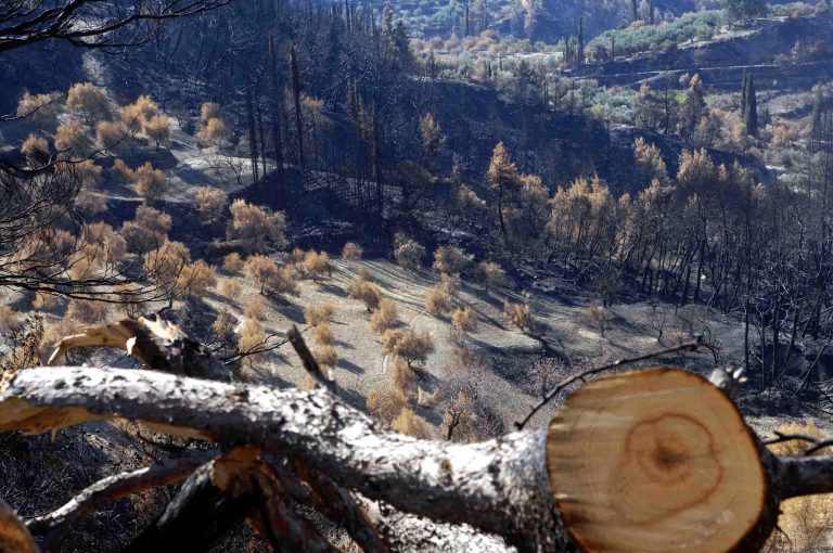 Πρόγραμμα αποκατάστασης των καμένων εκτάσεων στην Ηλεία | Newsit.gr Πρόγραμμα αποκατάστασης των καμένων εκτάσεων στην Ηλεία | Newsit.gr