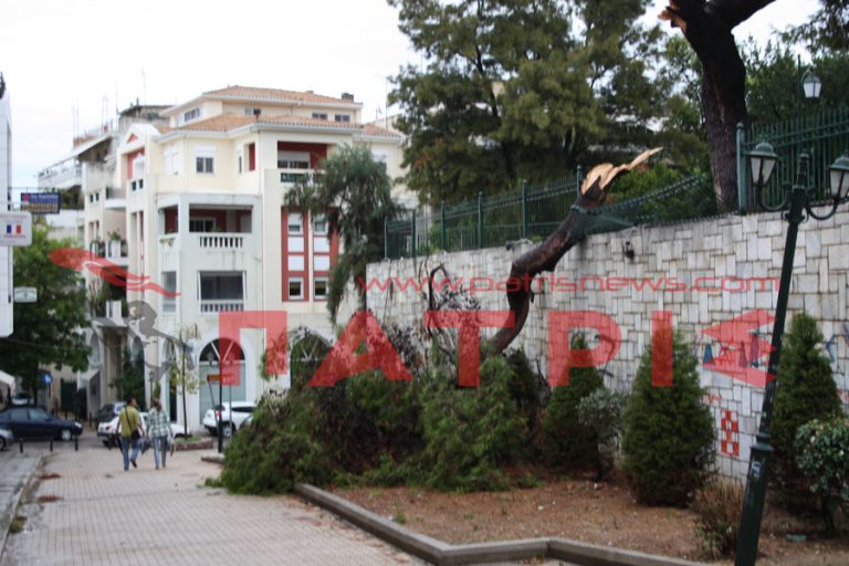 Πεύκα – Άνεμος: Σημειώσατε 2 | Newsit.gr Πεύκα – Άνεμος: Σημειώσατε 2 | Newsit.gr