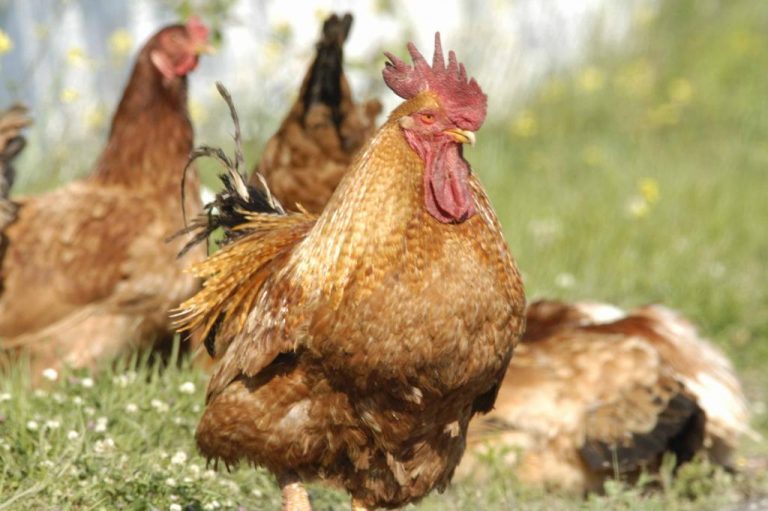 Αχαΐα: Έκρυψε τα λαθραία τσιγάρα στα κοτέτσια | Newsit.gr Αχαΐα: Έκρυψε τα λαθραία τσιγάρα στα κοτέτσια | Newsit.gr