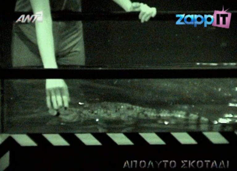 Τους έβαλαν να πιάσουν κροκόδειλο! | Newsit.gr Τους έβαλαν να πιάσουν κροκόδειλο! | Newsit.gr