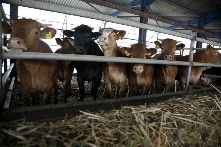Παράταση έως τις 30 Απριλίου για την βιολογική κτηνοτροφία | Newsit.gr Παράταση έως τις 30 Απριλίου για την βιολογική κτηνοτροφία | Newsit.gr