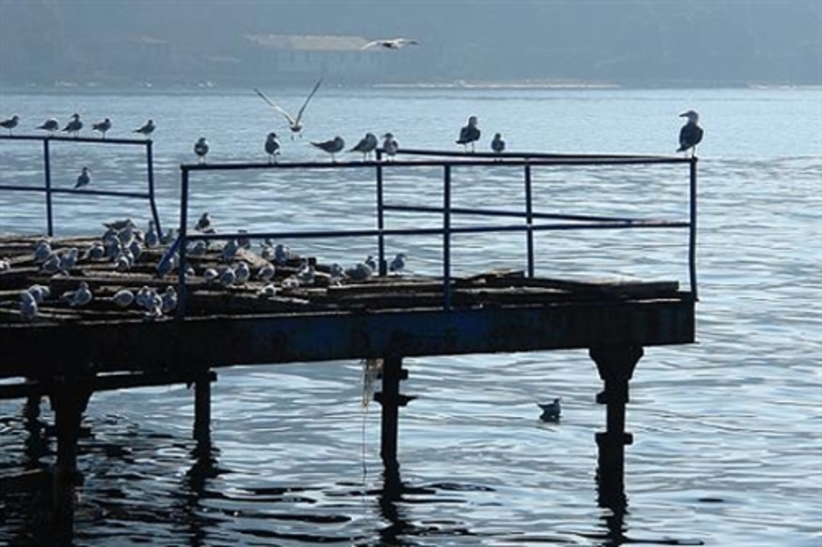 Εύβοια:Όταν το βλέμμα του έπεσε στη θάλασσα του »κόπηκαν τα πόδια»! | Newsit.gr Εύβοια:Όταν το βλέμμα του έπεσε στη θάλασσα του »κόπηκαν τα πόδια»! | Newsit.gr