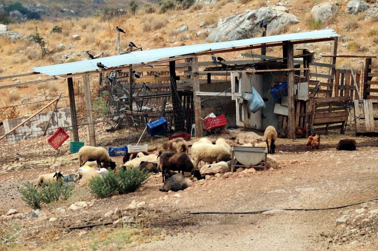 Έκρυβαν όπλα και αρχαία στο μαντρί τους! | Newsit.gr Έκρυβαν όπλα και αρχαία στο μαντρί τους! | Newsit.gr