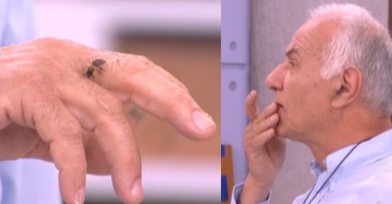 Μέλισσες στο Πρωινό mou! Τσίμπησε τον μελισσοκόμο και την έφαγε ζωντανή! Σάσα Σταμάτη: «Το ‘χεις κάψει ε»; | Newsit.gr Μέλισσες στο Πρωινό mou! Τσίμπησε τον μελισσοκόμο και την έφαγε ζωντανή! Σάσα Σταμάτη: «Το ‘χεις κάψει ε»; | Newsit.gr