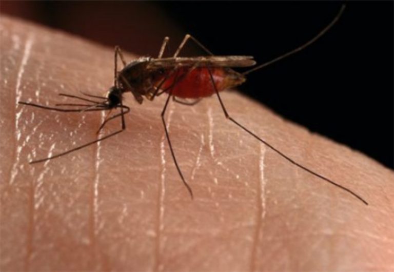 Δύο νέα περιστατικά εγκεφαλίτιδας από τον ιο του Δυτικού Νείλου σε Θεσσαλονίκη και Λάρισα | Newsit.gr Δύο νέα περιστατικά εγκεφαλίτιδας από τον ιο του Δυτικού Νείλου σε Θεσσαλονίκη και Λάρισα | Newsit.gr