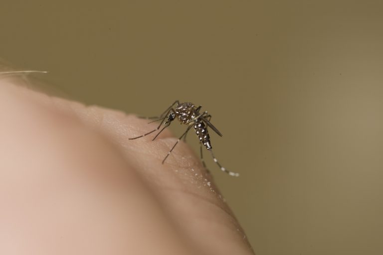 Αυξάνονται οι νεκροί από τον ιό του Δυτικού Νείλου – Έκτακτος ψεκασμός και στη Θεσσαλονίκη | Newsit.gr Αυξάνονται οι νεκροί από τον ιό του Δυτικού Νείλου – Έκτακτος ψεκασμός και στη Θεσσαλονίκη | Newsit.gr