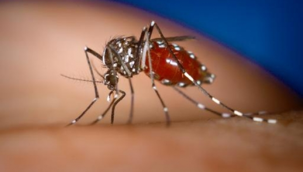 Γιατί γίνεται ανθεκτικότερη η ελονοσία; | Newsit.gr Γιατί γίνεται ανθεκτικότερη η ελονοσία; | Newsit.gr