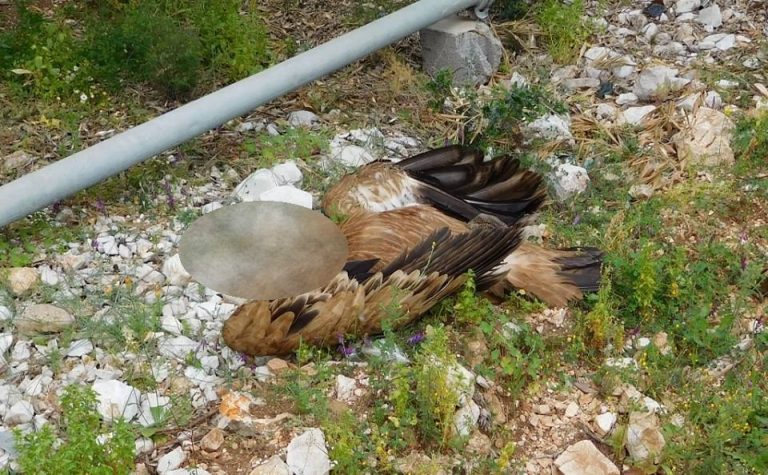 Μεσολόγγι: Δηλητηρίασαν Όρνια στο Εθνικό Πάρκο! | Newsit.gr Μεσολόγγι: Δηλητηρίασαν Όρνια στο Εθνικό Πάρκο! | Newsit.gr
