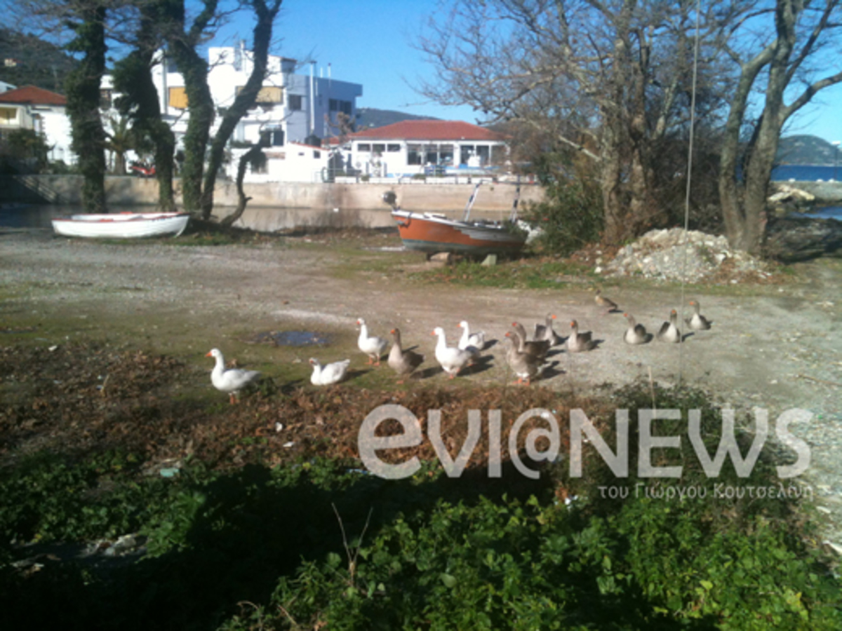 Εύβοια: Οι πάπιες έκαναν μικρούς και μεγάλους να »κολλήσουν»! | Newsit.gr Εύβοια: Οι πάπιες έκαναν μικρούς και μεγάλους να »κολλήσουν»! | Newsit.gr