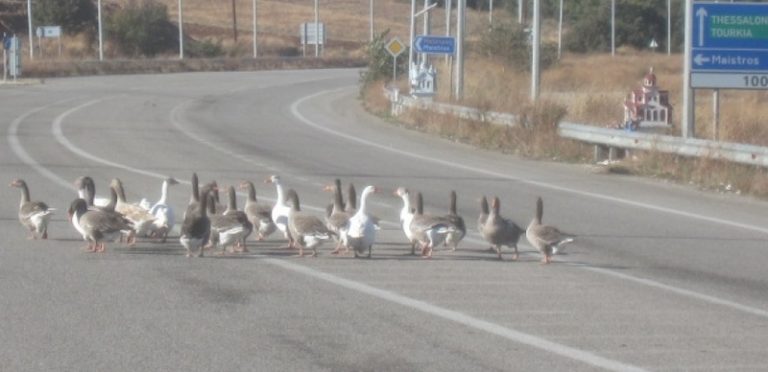 Γέννησε… πάπιες η Εγνατία Οδός! ΦΩΤΟ | Newsit.gr Γέννησε… πάπιες η Εγνατία Οδός! ΦΩΤΟ | Newsit.gr