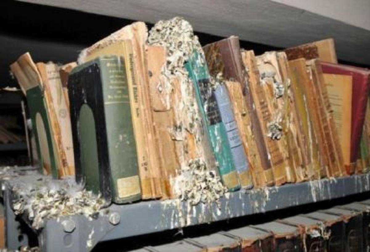 Πάτρα: Τα περιστέρια κατέστρεψαν σπάνια βιβλία! | Newsit.gr Πάτρα: Τα περιστέρια κατέστρεψαν σπάνια βιβλία! | Newsit.gr