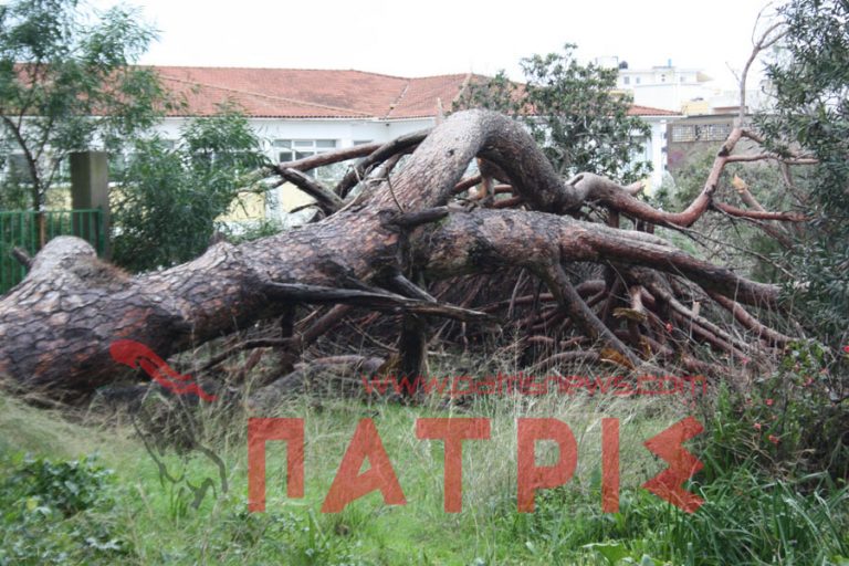 Ηλεία: Τεράστιο πεύκο ύψους 20 μέτρων «κατέρρευσε» | Newsit.gr Ηλεία: Τεράστιο πεύκο ύψους 20 μέτρων «κατέρρευσε» | Newsit.gr