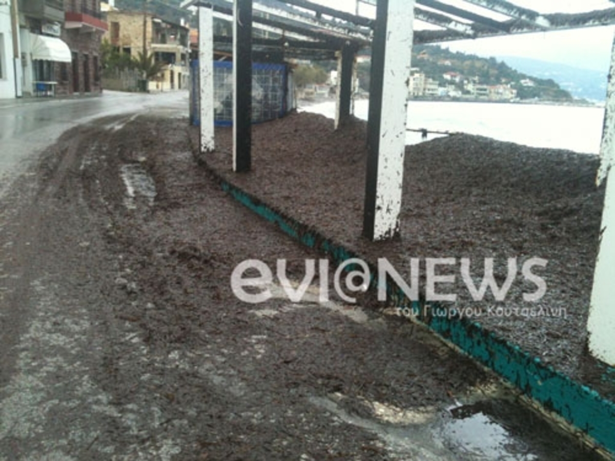 Εύβοια: Το κοσμοπολίτικο χωριό που υποδέχεται το 2013 με… φύκια! | Newsit.gr Εύβοια: Το κοσμοπολίτικο χωριό που υποδέχεται το 2013 με… φύκια! | Newsit.gr