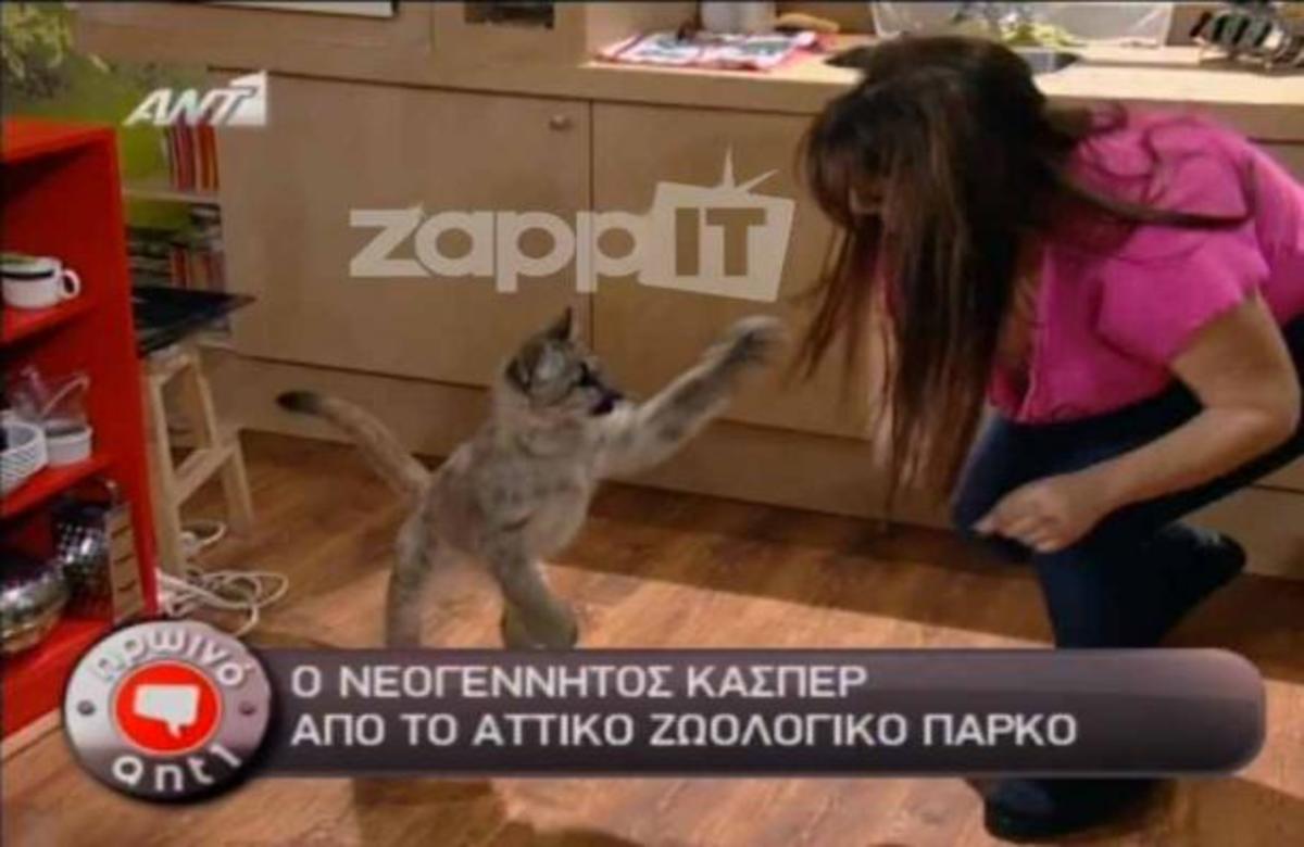 Πως ένα πούμα αναστάτωσε το Πρωινό Αντ1 | Newsit.gr Πως ένα πούμα αναστάτωσε το Πρωινό Αντ1 | Newsit.gr