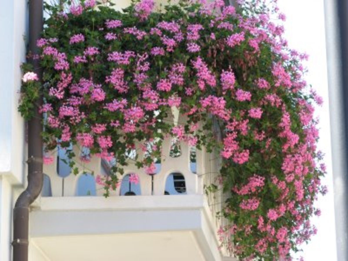 Aναρριχώμενα φυτά ως φυσικό…. κλιματιστικό! | Newsit.gr Aναρριχώμενα φυτά ως φυσικό…. κλιματιστικό! | Newsit.gr