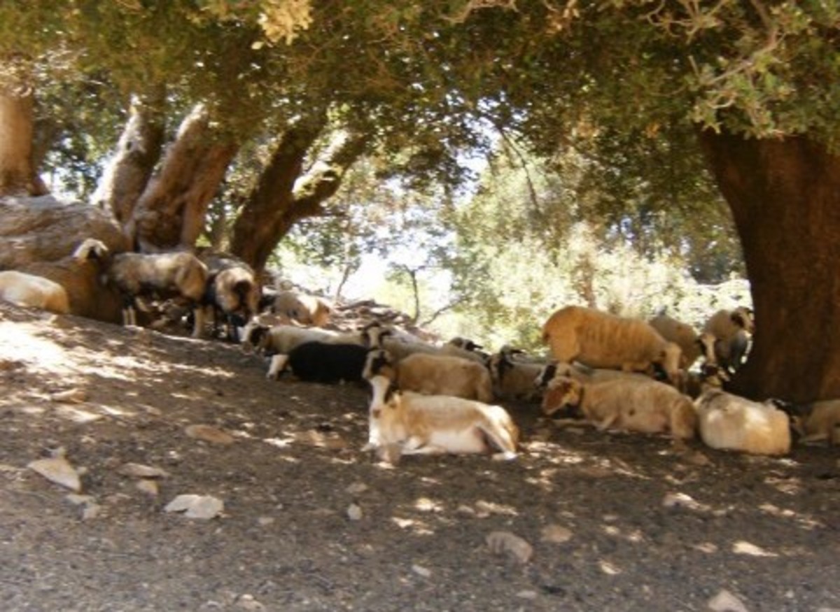 Κρήτη:Πώς φαντάζεστε ότι καταλαβαίνουν οι βοσκοί την…αντρεια των συναδέλφων τους; | Newsit.gr Κρήτη:Πώς φαντάζεστε ότι καταλαβαίνουν οι βοσκοί την…αντρεια των συναδέλφων τους; | Newsit.gr