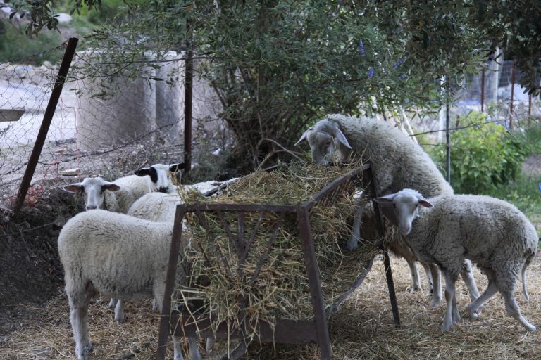 Ηράκλειο: Τα πρόβατα έκαναν φτερά! | Newsit.gr Ηράκλειο: Τα πρόβατα έκαναν φτερά! | Newsit.gr