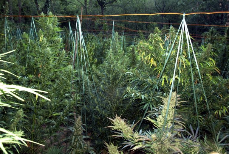 Φυτείες με 733 δενδρύλλια κάνναβης στο Ρέθυμνο | Newsit.gr Φυτείες με 733 δενδρύλλια κάνναβης στο Ρέθυμνο | Newsit.gr
