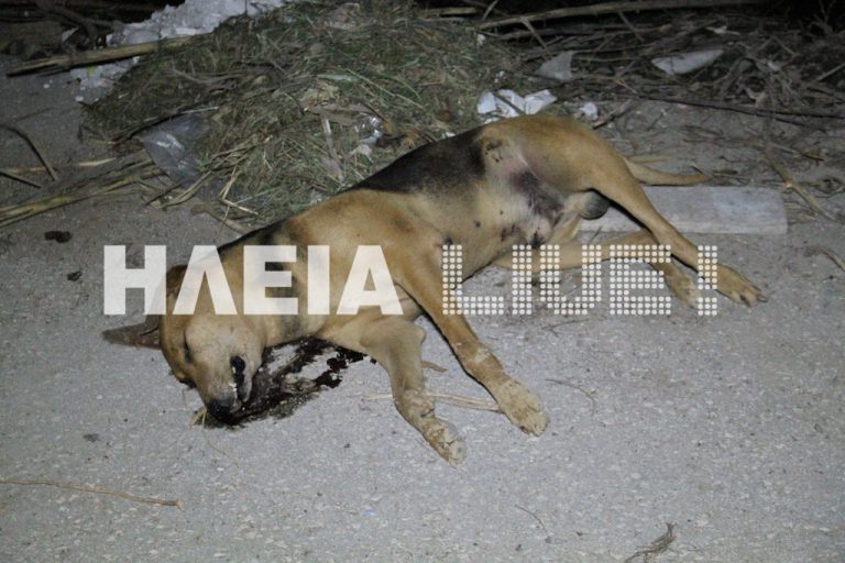 Ηλεία: Μαζική δηλητηρίαση σκύλων – Δείτε το βίντεο! | Newsit.gr Ηλεία: Μαζική δηλητηρίαση σκύλων – Δείτε το βίντεο! | Newsit.gr