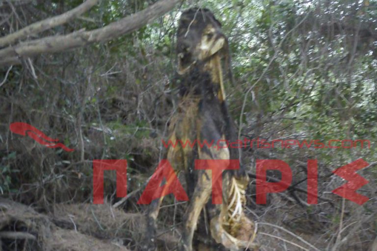 Ηλεία: Η φωτογραφία του αίσχους – Κρέμασε σκυλί σε δέντρο και το άφησε να πεθάνει! | Newsit.gr Ηλεία: Η φωτογραφία του αίσχους – Κρέμασε σκυλί σε δέντρο και το άφησε να πεθάνει! | Newsit.gr