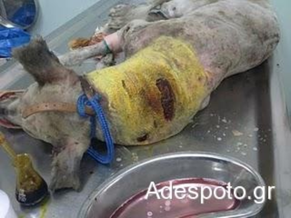 Θεσσαλονίκη: Μαχαίρωσαν σκύλο! Σοκαριστική φωτογραφία! | Newsit.gr Θεσσαλονίκη: Μαχαίρωσαν σκύλο! Σοκαριστική φωτογραφία! | Newsit.gr