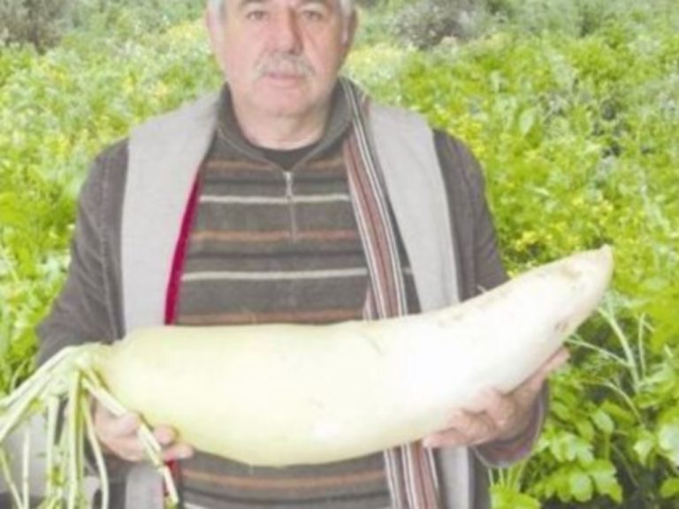 Ηράκλειο: Ραπανάκι σε μέγεθος… extra large! | Newsit.gr Ηράκλειο: Ραπανάκι σε μέγεθος… extra large! | Newsit.gr