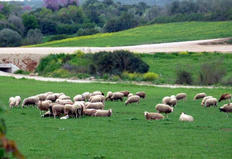 Σάμος: Μέσα στον Αρχαιολογικό χώρο… βοσκούσαν πρόβατα | Newsit.gr Σάμος: Μέσα στον Αρχαιολογικό χώρο… βοσκούσαν πρόβατα | Newsit.gr