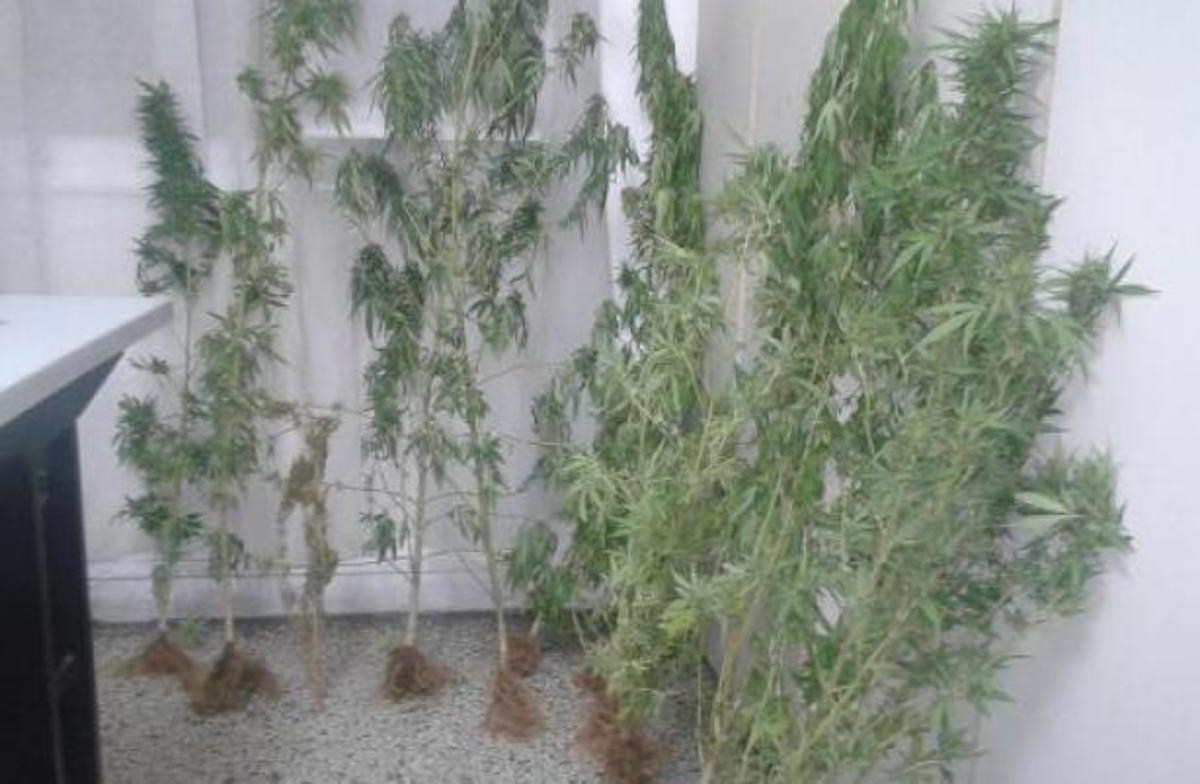 Χαλκιδική: Άλλος ένας με… χασισόδεντρα στο σπίτι – ΦΩΤΟ | Newsit.gr Χαλκιδική: Άλλος ένας με… χασισόδεντρα στο σπίτι – ΦΩΤΟ | Newsit.gr