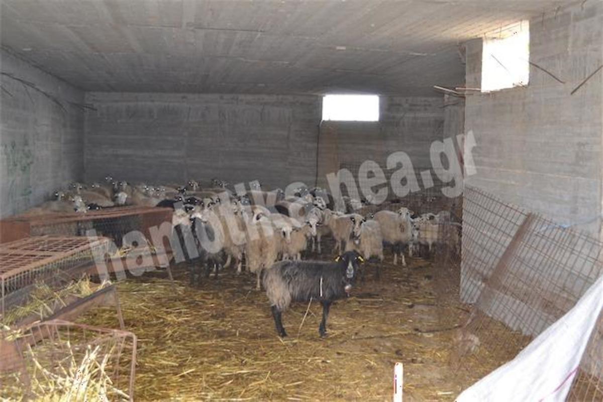 Μνημειακό συγκρότημα για τη Μάχη της Κρήτης έγινε… στάνη! | Newsit.gr Μνημειακό συγκρότημα για τη Μάχη της Κρήτης έγινε… στάνη! | Newsit.gr