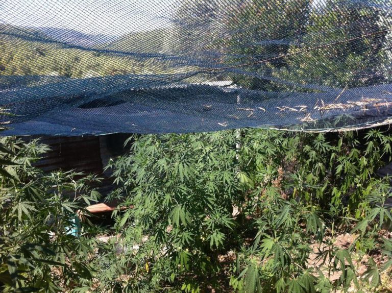 Λέσβος: Τα χασισόδεντρα στο αγρόκτημα έφταναν τα δυόμιση μέτρα! ΦΩΤΟ | Newsit.gr Λέσβος: Τα χασισόδεντρα στο αγρόκτημα έφταναν τα δυόμιση μέτρα! ΦΩΤΟ | Newsit.gr