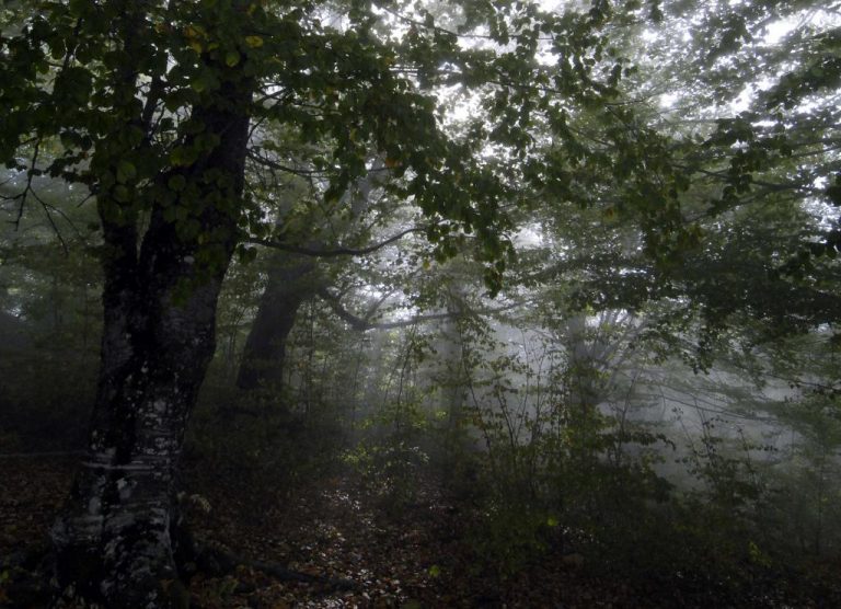 Βόλος: Στην ερημιά… κρυμμένα 11 κιλά χασίς | Newsit.gr Βόλος: Στην ερημιά… κρυμμένα 11 κιλά χασίς | Newsit.gr