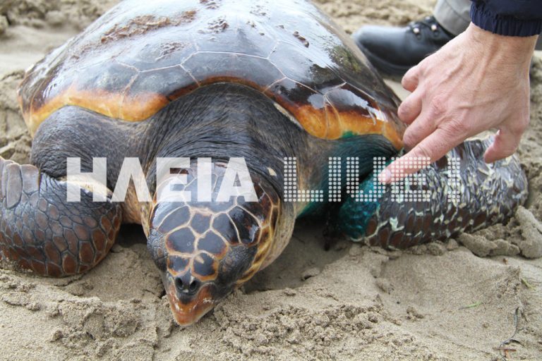 Ηλεία: Γέφυρα σωτηρίας για τραυματισμένη χελώνα – ΦΩΤΟ & ΒΙΝΤΕΟ | Newsit.gr Ηλεία: Γέφυρα σωτηρίας για τραυματισμένη χελώνα – ΦΩΤΟ & ΒΙΝΤΕΟ | Newsit.gr
