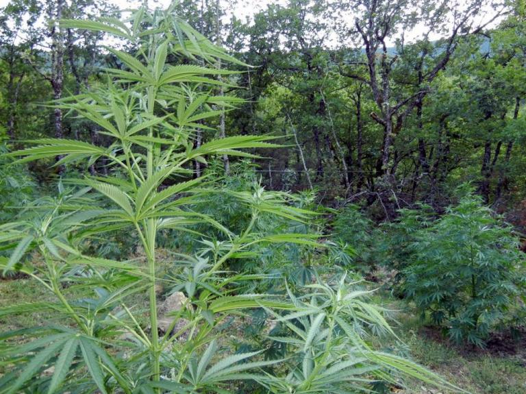 Κρήτη: Βρήκαν τη χασισοφυτεία και ψάχνουν τους… ιδιοκτήτες | Newsit.gr Κρήτη: Βρήκαν τη χασισοφυτεία και ψάχνουν τους… ιδιοκτήτες | Newsit.gr