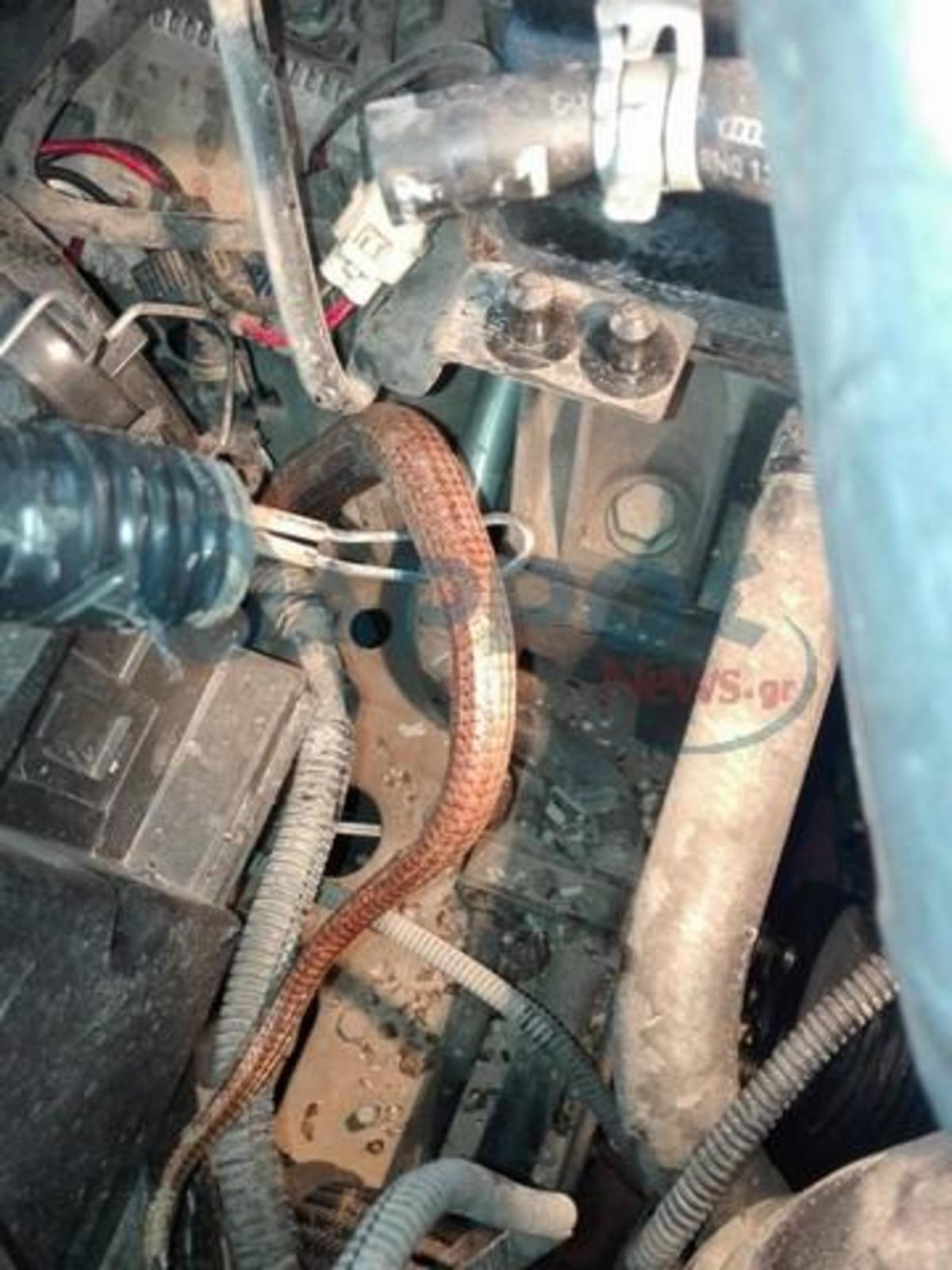Φίδι διέλυσε τη μηχανή αυτοκίνητου στην Καλαμάτα [pics] fidi2