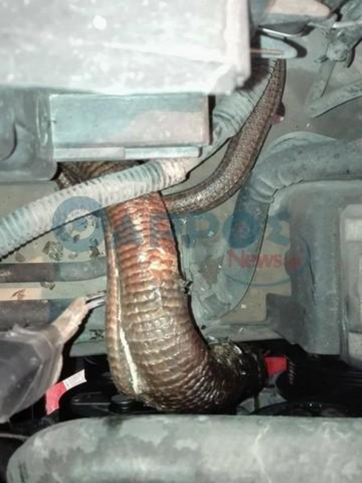 Φίδι διέλυσε τη μηχανή αυτοκίνητου στην Καλαμάτα [pics] fidi3