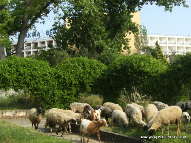 ΦΩΤΟ από seleo.gr