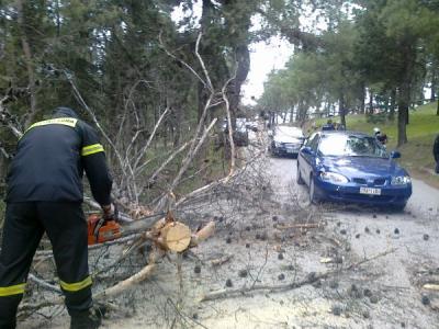 Πυροσβέστες κόβουν το δέντρο - ΦΩΤΟ από lamiareport.gr