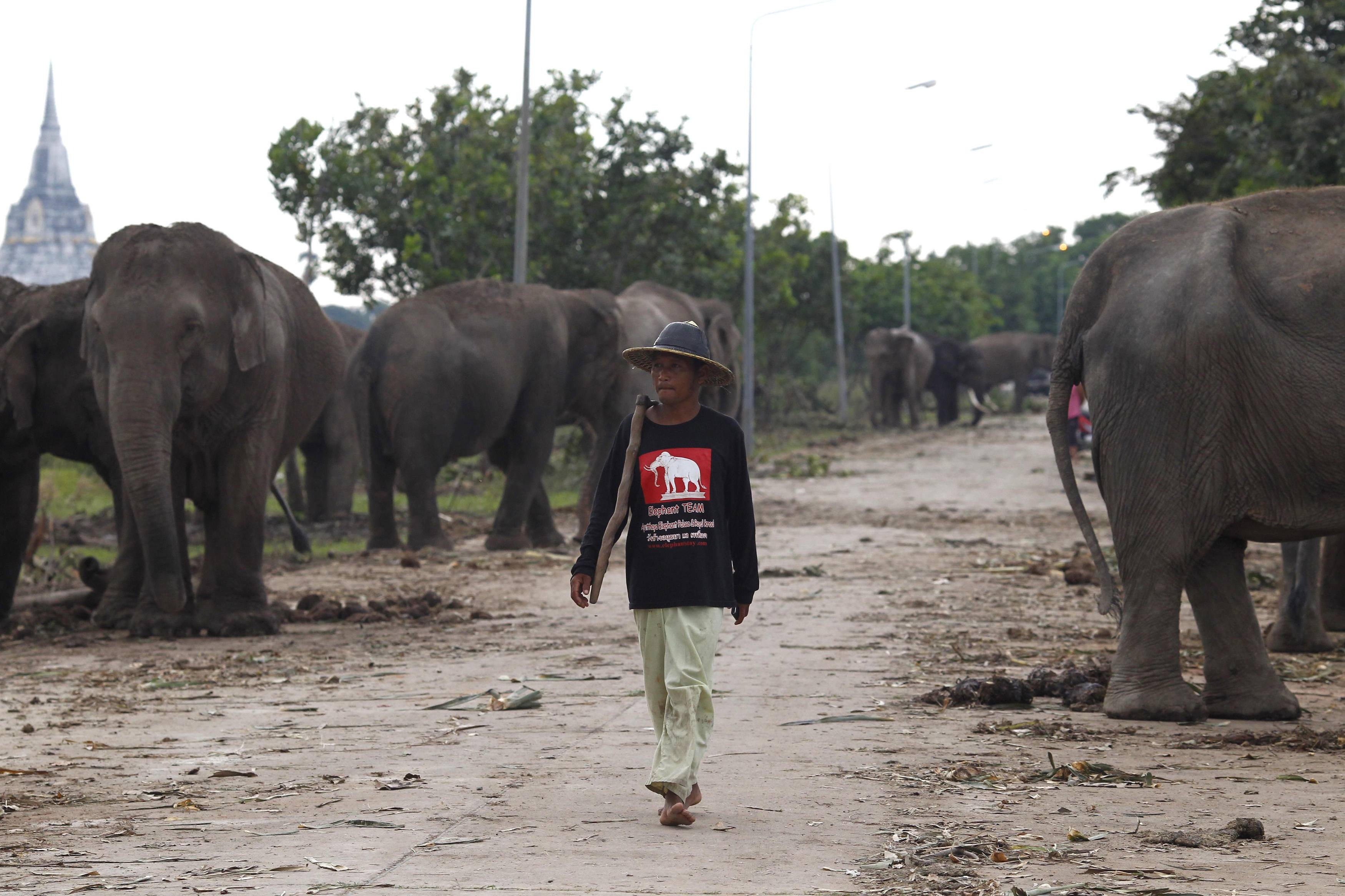 Ακόμα και οι ελέφαντες έφυγαν αναγκαστικά από τα... σπίτια τους