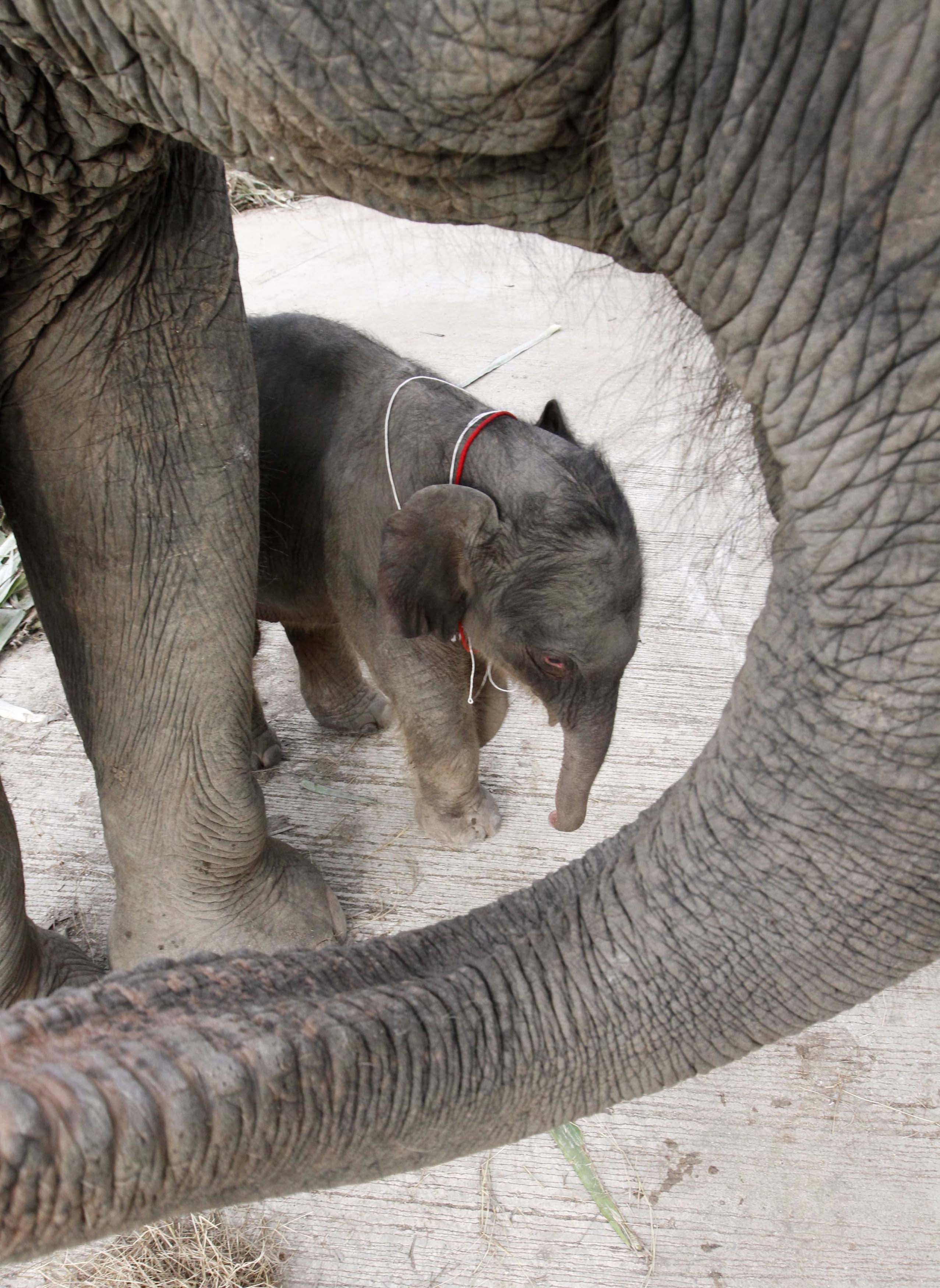 νεογέννητο ελεφαντάκι στέκεται δίπλα στη μητέρα του